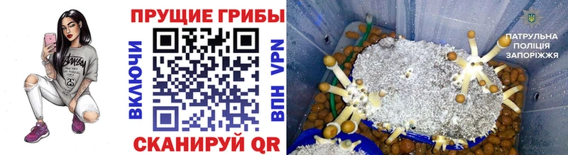 Псилоцибиновые грибы GOLDEN TEACHER  купить   MEGA маркетплейс  Минусинск 